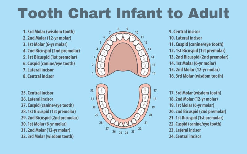 tooth chart printable