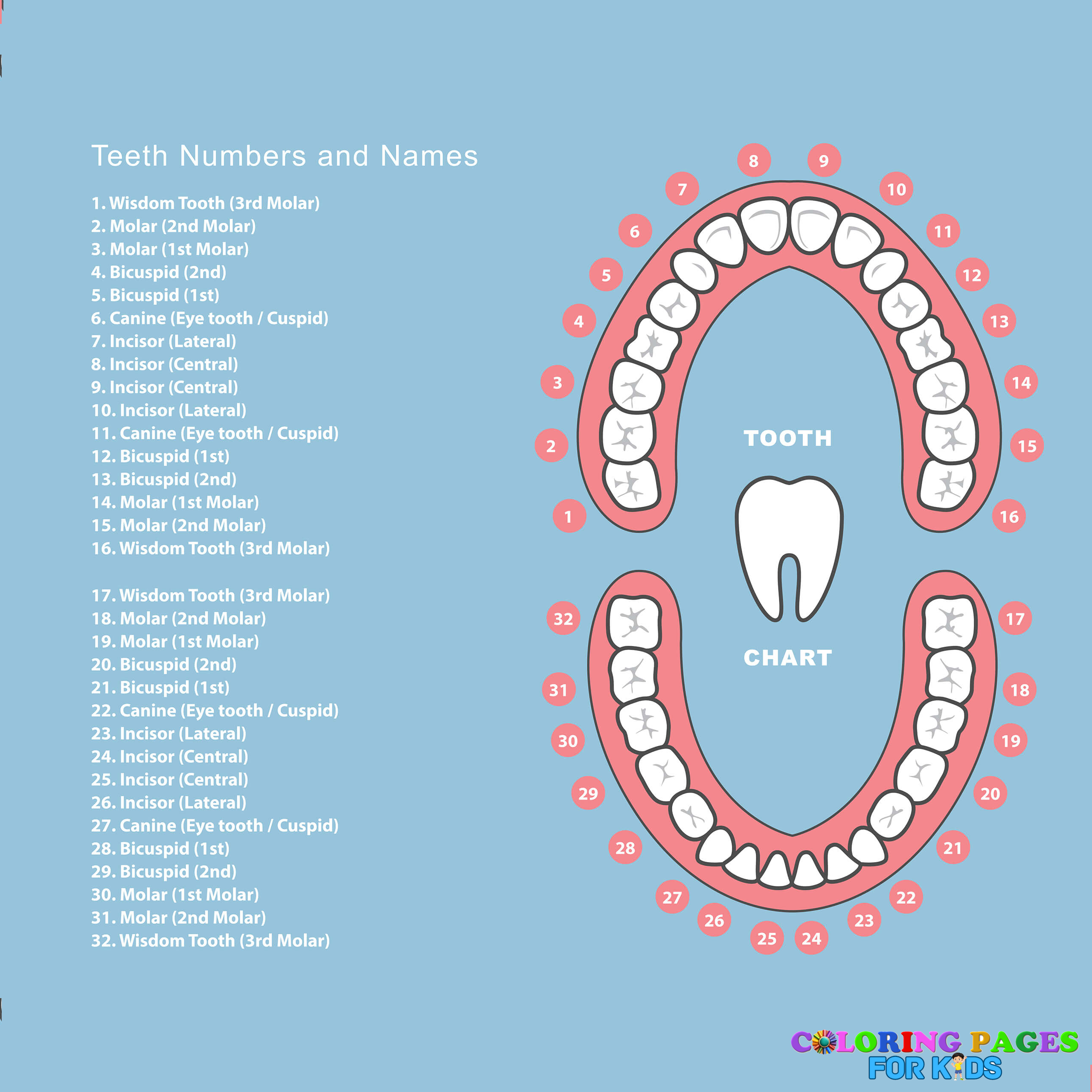 tooth chart printable