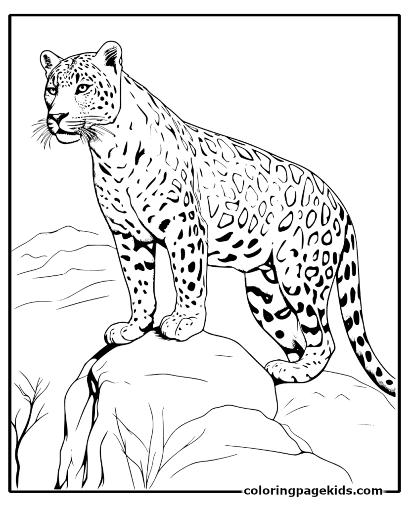 leopard coloring pages